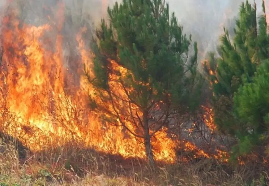 I vuri flakën një sipërfaqeje të madhe me bimësi në Lurë, shpallet në kërkim 32-vjeçari